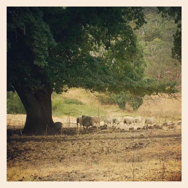 An Audience of Sheep for Todays Recording